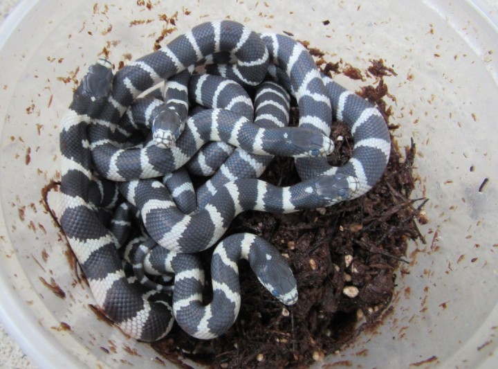 California Kingsnakes